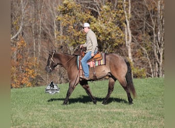 American Quarter Horse, Wałach, 10 lat, 152 cm, Grullo