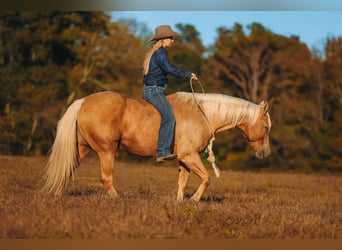 American Quarter Horse, Wałach, 10 lat, 152 cm, Izabelowata