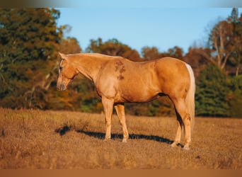 American Quarter Horse, Wałach, 10 lat, 152 cm, Izabelowata