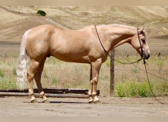 American Quarter Horse, Wałach, 10 lat, 152 cm, Izabelowata
