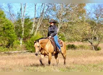 American Quarter Horse, Wałach, 10 lat, 152 cm, Jelenia