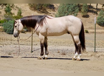 American Quarter Horse, Wałach, 10 lat, 152 cm, Jelenia