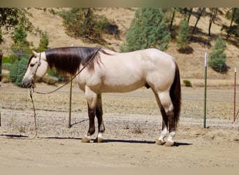 American Quarter Horse, Wałach, 10 lat, 152 cm, Jelenia