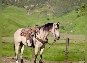 American Quarter Horse, Wałach, 10 lat, 152 cm, Jelenia