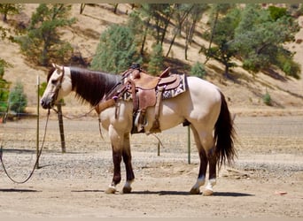 American Quarter Horse, Wałach, 10 lat, 152 cm, Jelenia