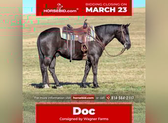 American Quarter Horse, Wałach, 10 lat, 152 cm, Kara