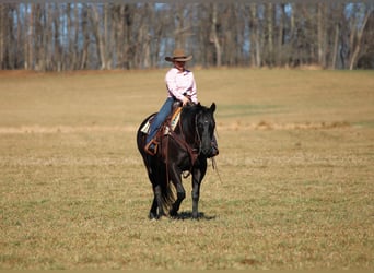 American Quarter Horse, Wałach, 10 lat, 152 cm, Kara