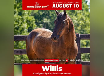 American Quarter Horse, Wałach, 10 lat, 152 cm, Kara