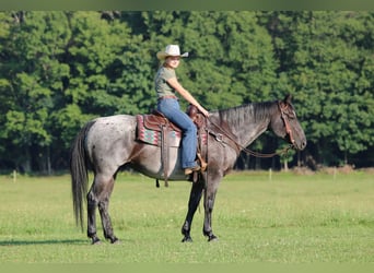 American Quarter Horse, Wałach, 10 lat, 152 cm, Karodereszowata
