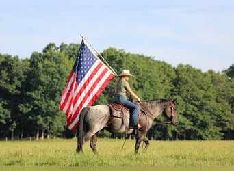 American Quarter Horse, Wałach, 10 lat, 152 cm, Karodereszowata