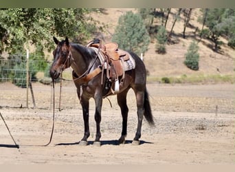 American Quarter Horse, Wałach, 10 lat, 152 cm, Karodereszowata