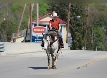 American Quarter Horse, Wałach, 10 lat, 152 cm, Siwa