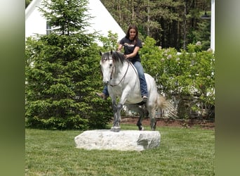 American Quarter Horse, Wałach, 10 lat, 152 cm, Siwa