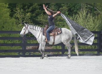 American Quarter Horse, Wałach, 10 lat, 152 cm, Siwa