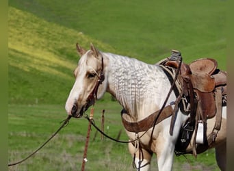 American Quarter Horse, Wałach, 10 lat, 152 cm, Tobiano wszelkich maści