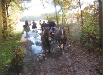 American Quarter Horse, Wałach, 10 lat, 153 cm, Gniada