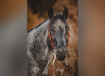 American Quarter Horse, Wałach, 10 lat, 153 cm, Karodereszowata