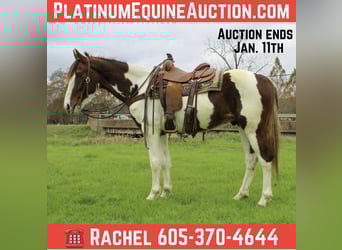 American Quarter Horse, Wałach, 10 lat, 155 cm, Ciemnokasztanowata