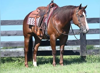 American Quarter Horse, Wałach, 10 lat, 155 cm, Cisawa