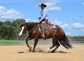 American Quarter Horse, Wałach, 10 lat, 155 cm, Cisawa
