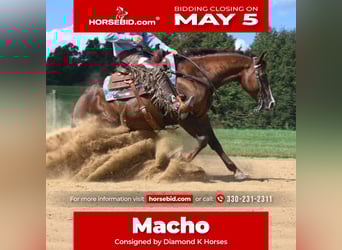 American Quarter Horse, Wałach, 10 lat, 155 cm, Cisawa