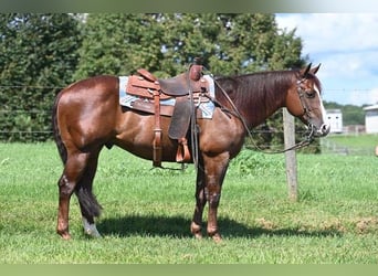 American Quarter Horse, Wałach, 10 lat, 155 cm, Cisawa