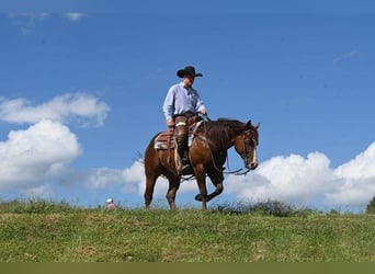 American Quarter Horse, Wałach, 10 lat, 155 cm, Cisawa