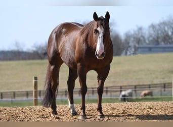 American Quarter Horse, Wałach, 10 lat, 155 cm, Cisawa