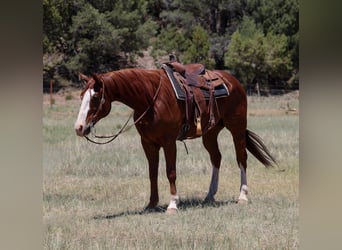 American Quarter Horse, Wałach, 10 lat, 155 cm, Cisawa