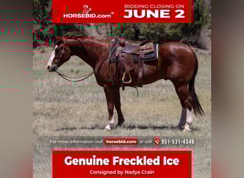 American Quarter Horse, Wałach, 10 lat, 155 cm, Cisawa