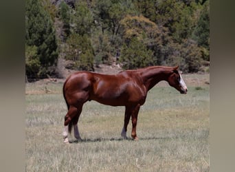American Quarter Horse, Wałach, 10 lat, 155 cm, Cisawa