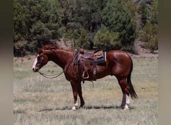 American Quarter Horse, Wałach, 10 lat, 155 cm, Cisawa