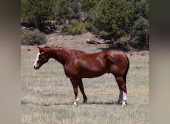 American Quarter Horse, Wałach, 10 lat, 155 cm, Cisawa