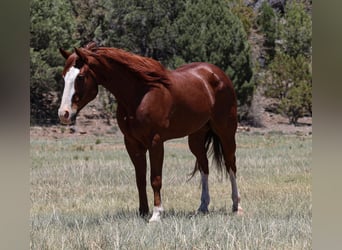 American Quarter Horse, Wałach, 10 lat, 155 cm, Cisawa
