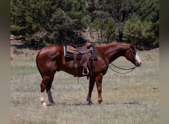 American Quarter Horse, Wałach, 10 lat, 155 cm, Cisawa