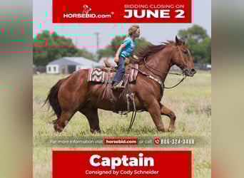 American Quarter Horse, Wałach, 10 lat, 155 cm, Cisawa
