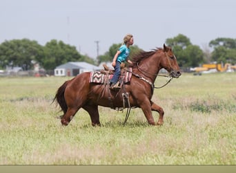 American Quarter Horse, Wałach, 10 lat, 155 cm, Cisawa