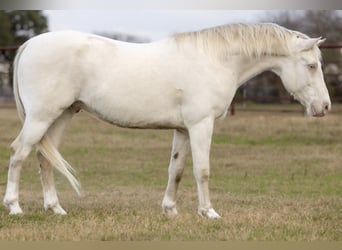 American Quarter Horse, Wałach, 10 lat, 155 cm, Cremello