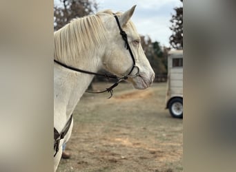 American Quarter Horse, Wałach, 10 lat, 155 cm, Cremello