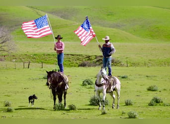 American Quarter Horse, Wałach, 10 lat, 155 cm, Gniada