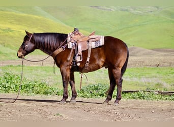 American Quarter Horse, Wałach, 10 lat, 155 cm, Gniada