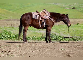 American Quarter Horse, Wałach, 10 lat, 155 cm, Gniada