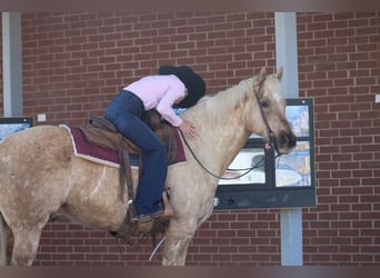 American Quarter Horse, Wałach, 10 lat, 155 cm, Izabelowata