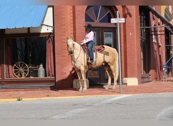 American Quarter Horse, Wałach, 10 lat, 155 cm, Izabelowata