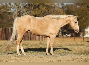American Quarter Horse, Wałach, 10 lat, 155 cm, Izabelowata