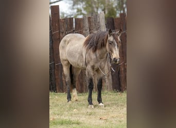 American Quarter Horse, Wałach, 10 lat, 155 cm, Jelenia