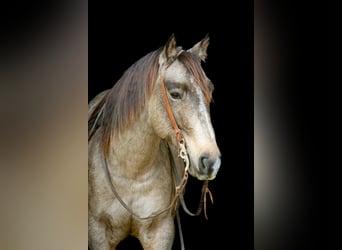 American Quarter Horse, Wałach, 10 lat, 155 cm, Jelenia