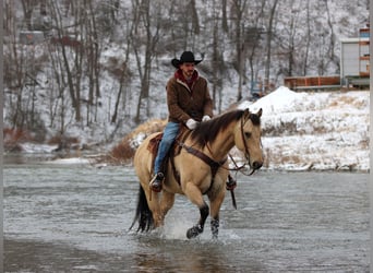 American Quarter Horse, Wałach, 10 lat, 155 cm, Jelenia