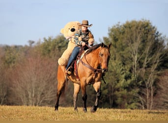 American Quarter Horse, Wałach, 10 lat, 155 cm, Jelenia