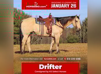 American Quarter Horse, Wałach, 10 lat, 155 cm, Jelenia